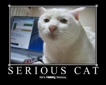 705-serious_cat_2