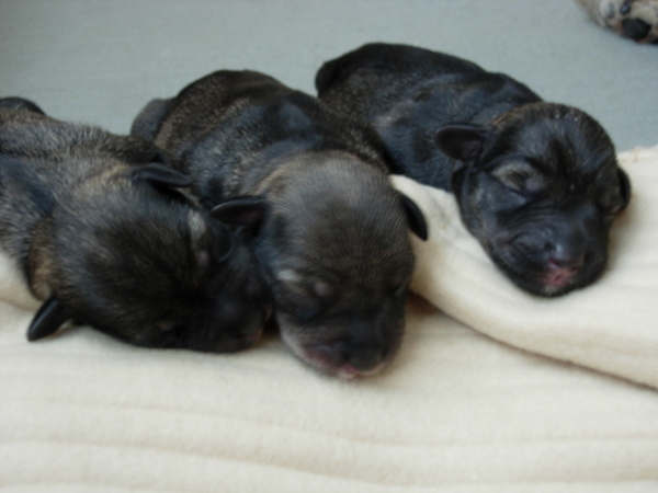 pups
