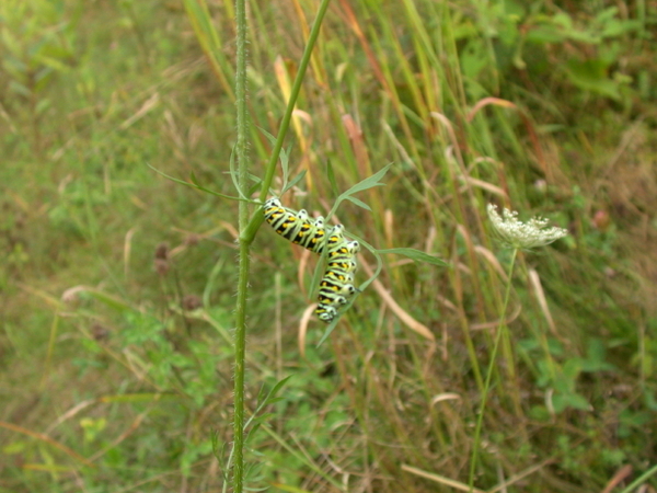 monarchcaterpillar
