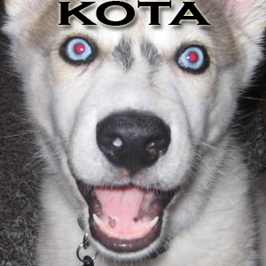 5436-kotaspray