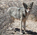 coyotlgw