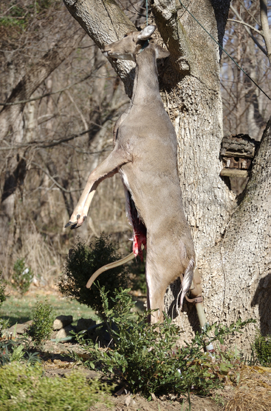 4914-doe