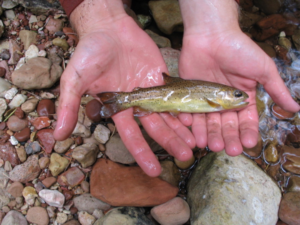 SecretApachetrout