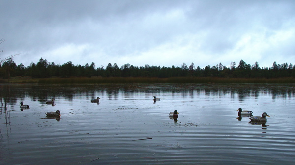 Openingdaydecoys