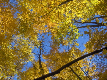Upintothesky
