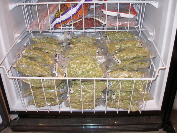 HopsinFreezer
