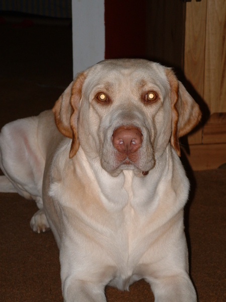 Murphy