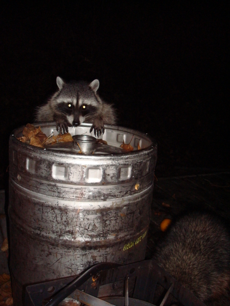 Raccoons
