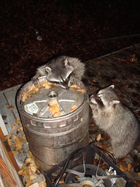 Raccoons