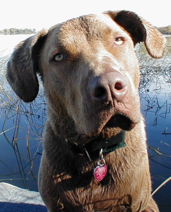 Duke