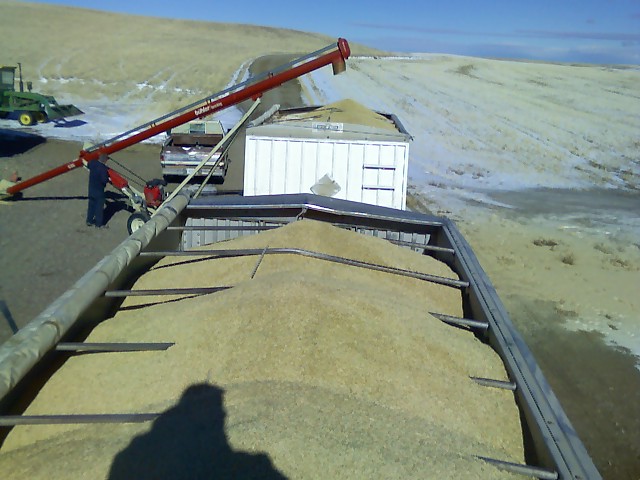 HaulnBarley