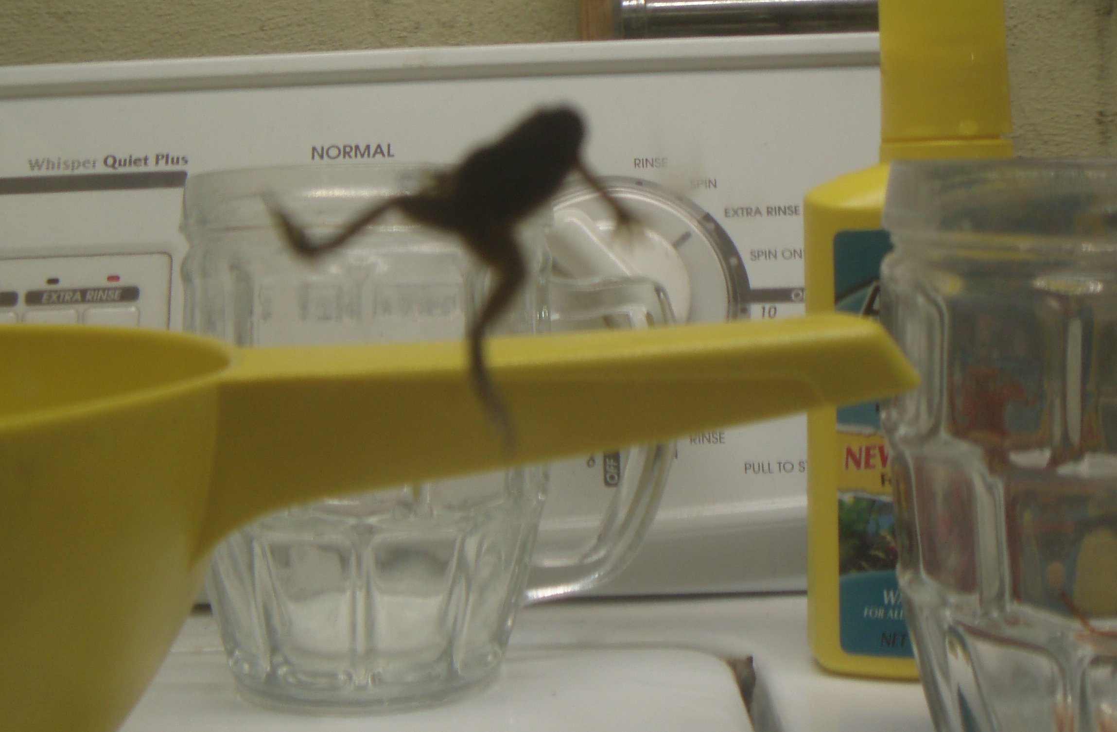 froggy
