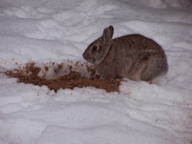 HappyRabbit