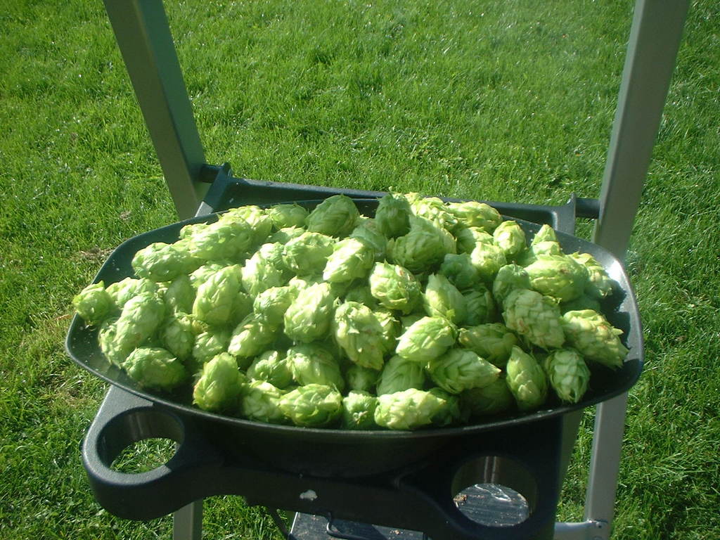 NorthernBrewerFirstyear
