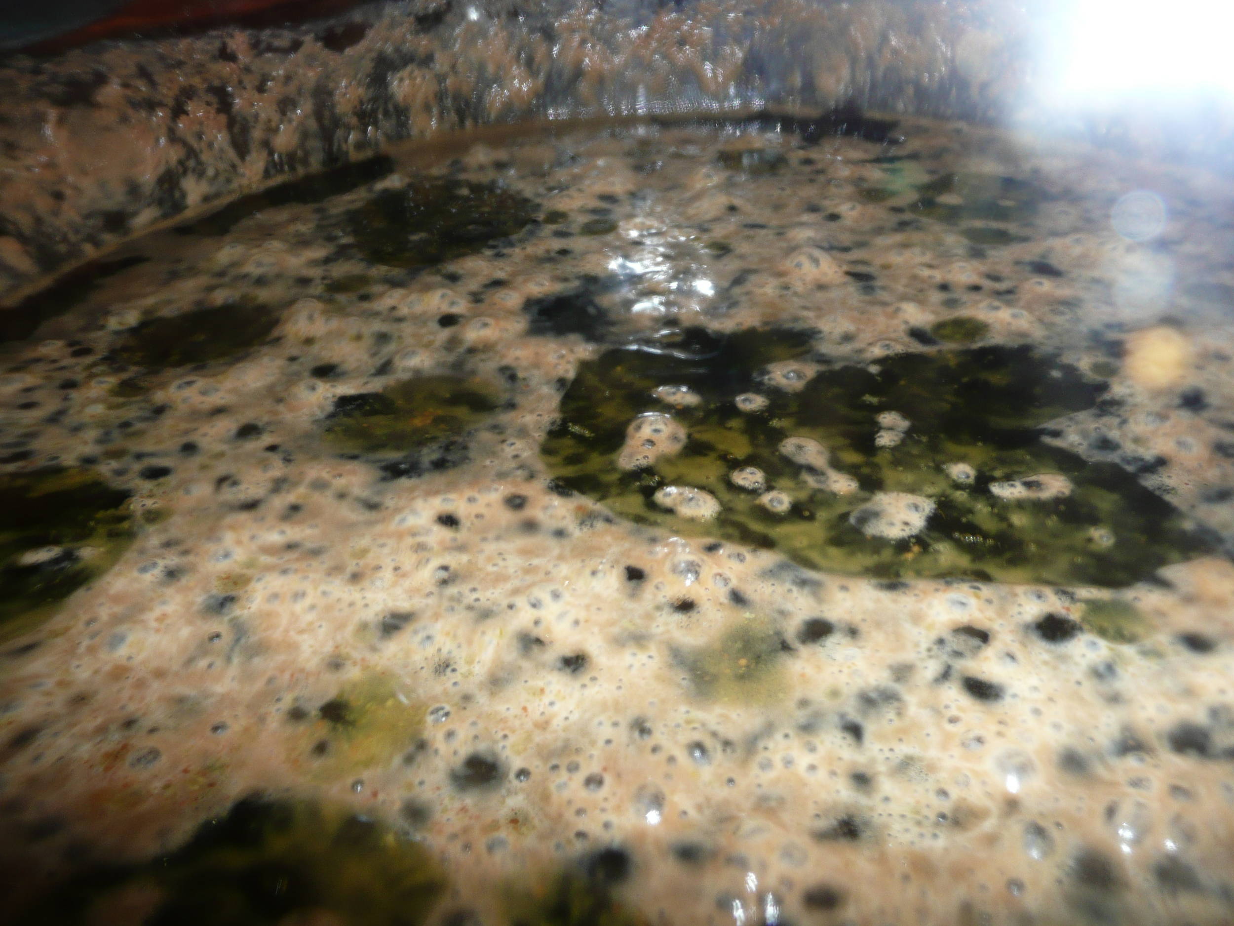 MoldyBeer