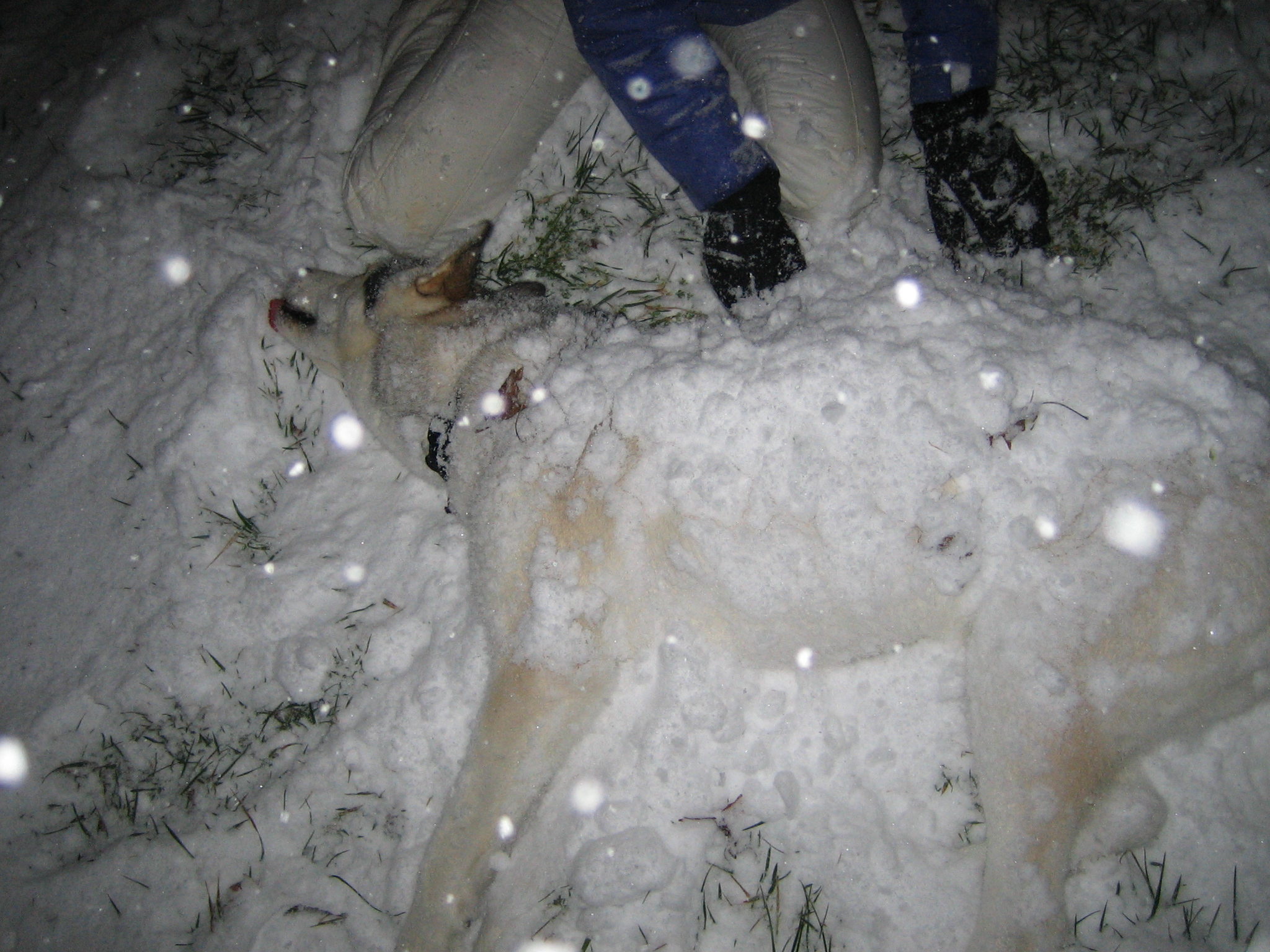 Kota_and_Snow_006