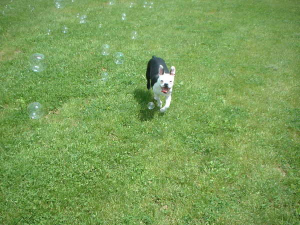 DieseltheDog