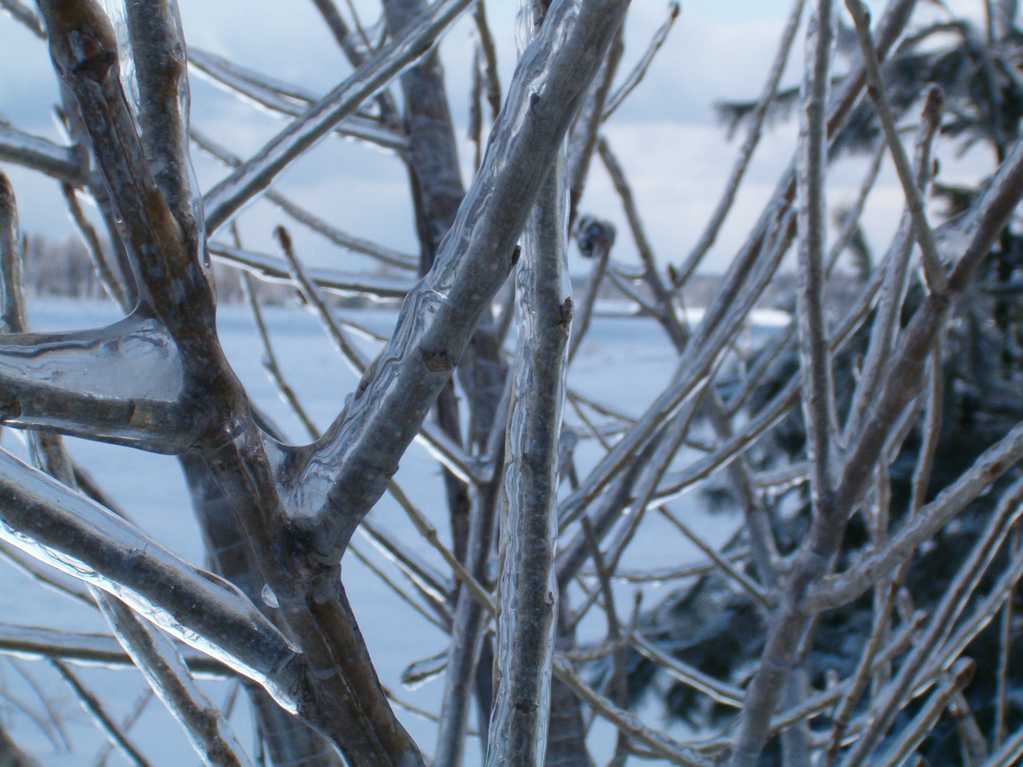 Branches_close