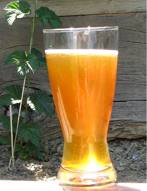 HoneyWheatinthehopsgarden