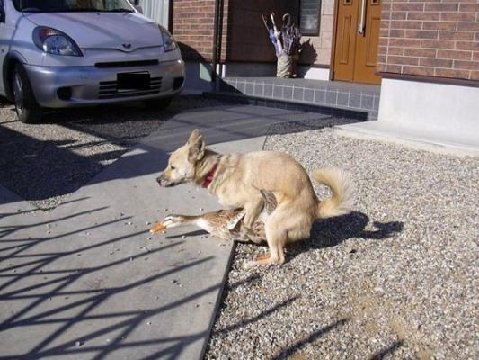 birddog