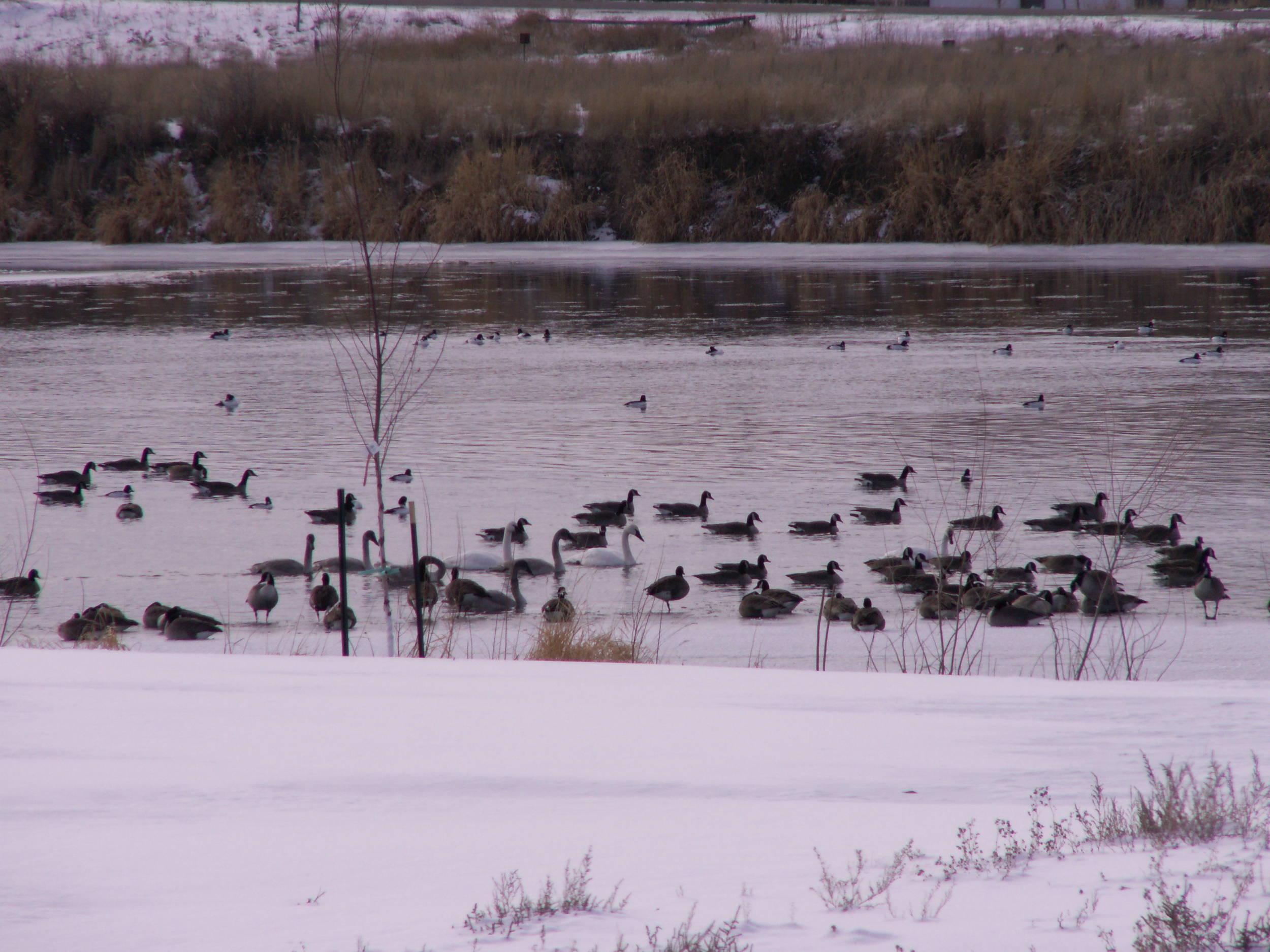 ducksandgeese