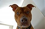PitBull2