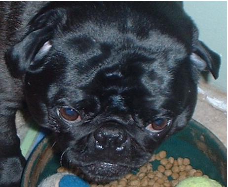 FatPug
