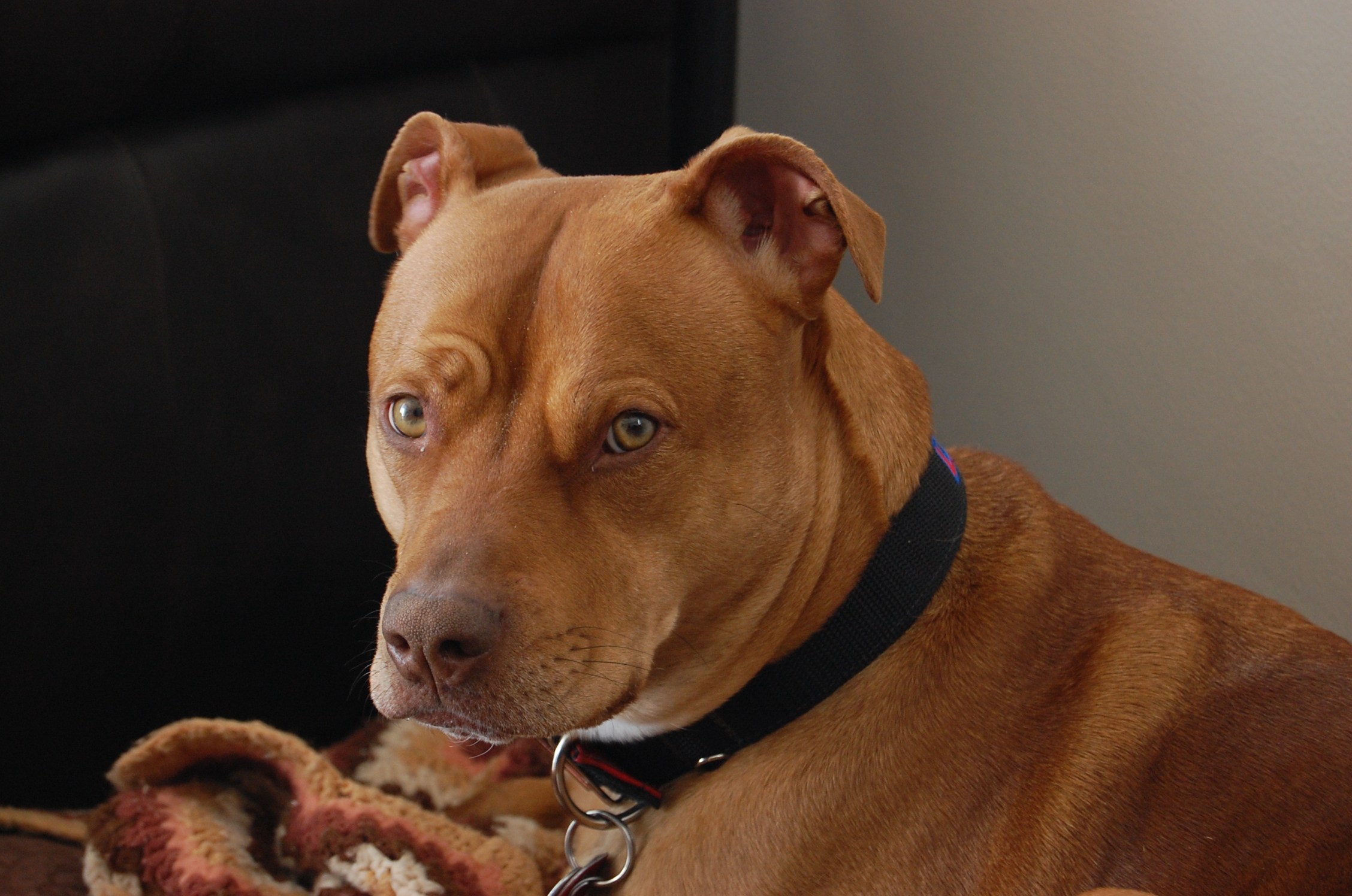 PitBull1