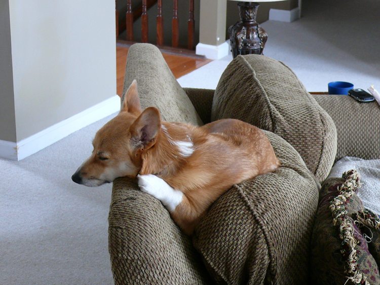 Damndogthinksshesacat