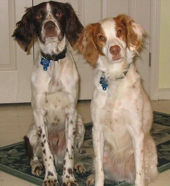 Dogs