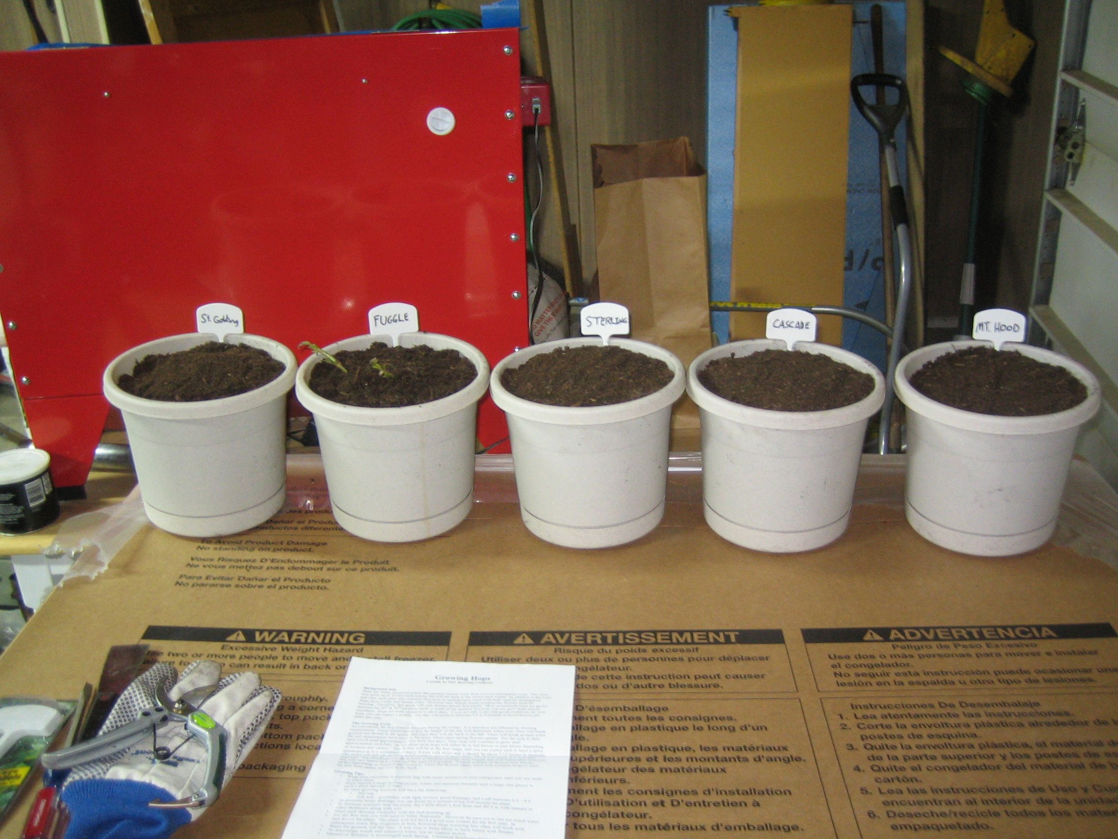 5rhizomesallpottedupandlabeled