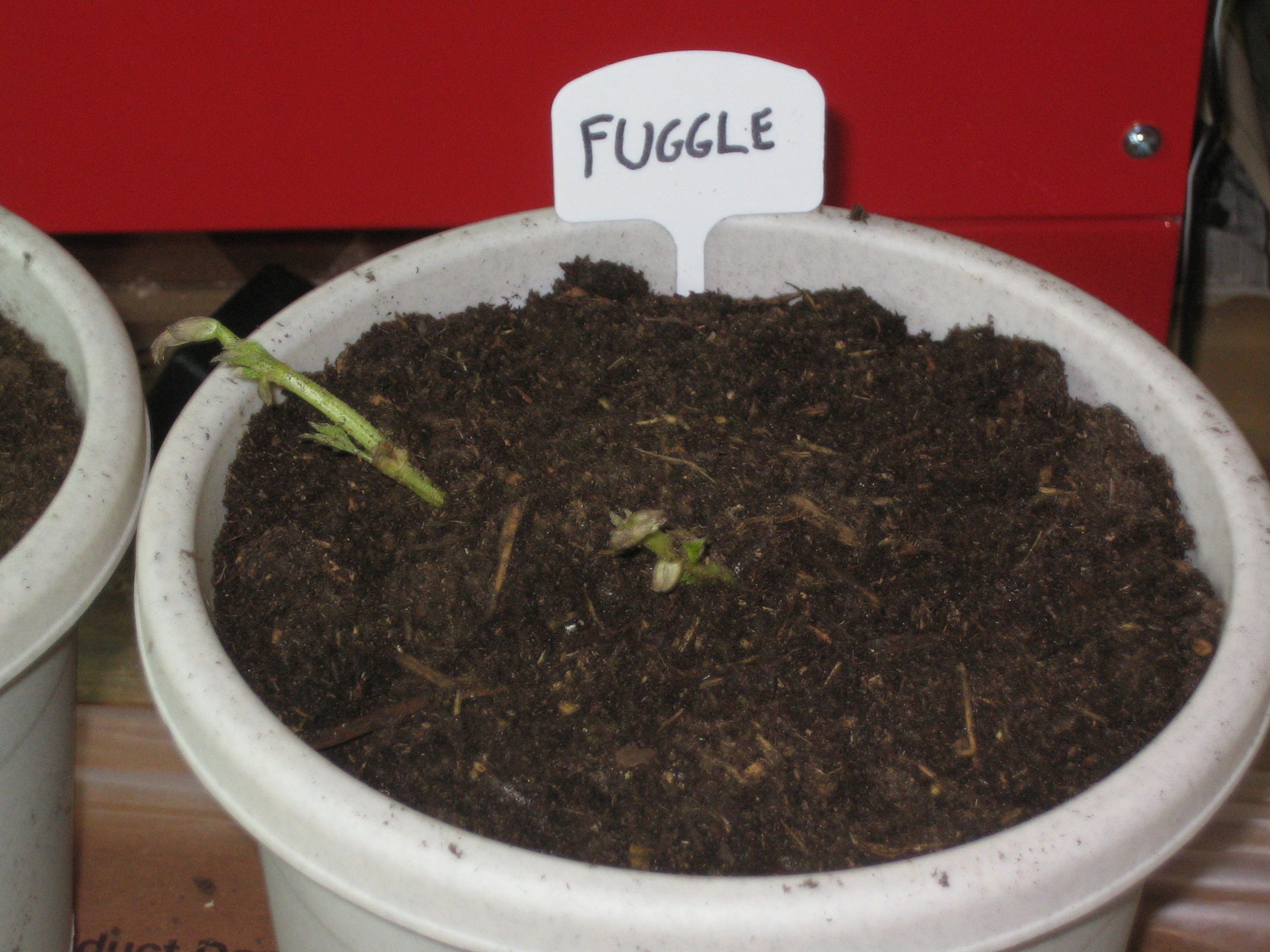 Fugglerhizomeshippedwiththismuchgrowth