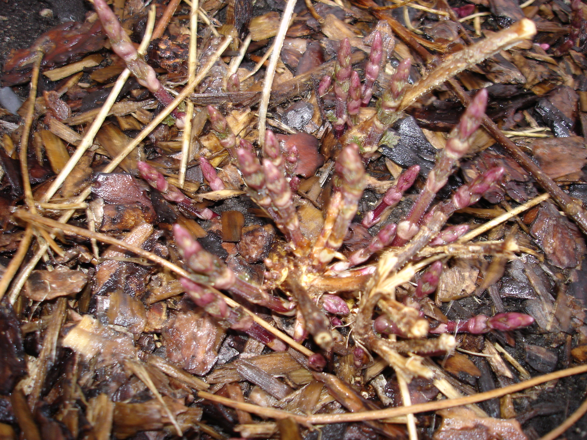 2008_hops_001