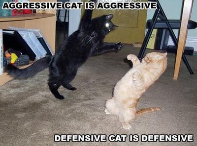 defensive_cat