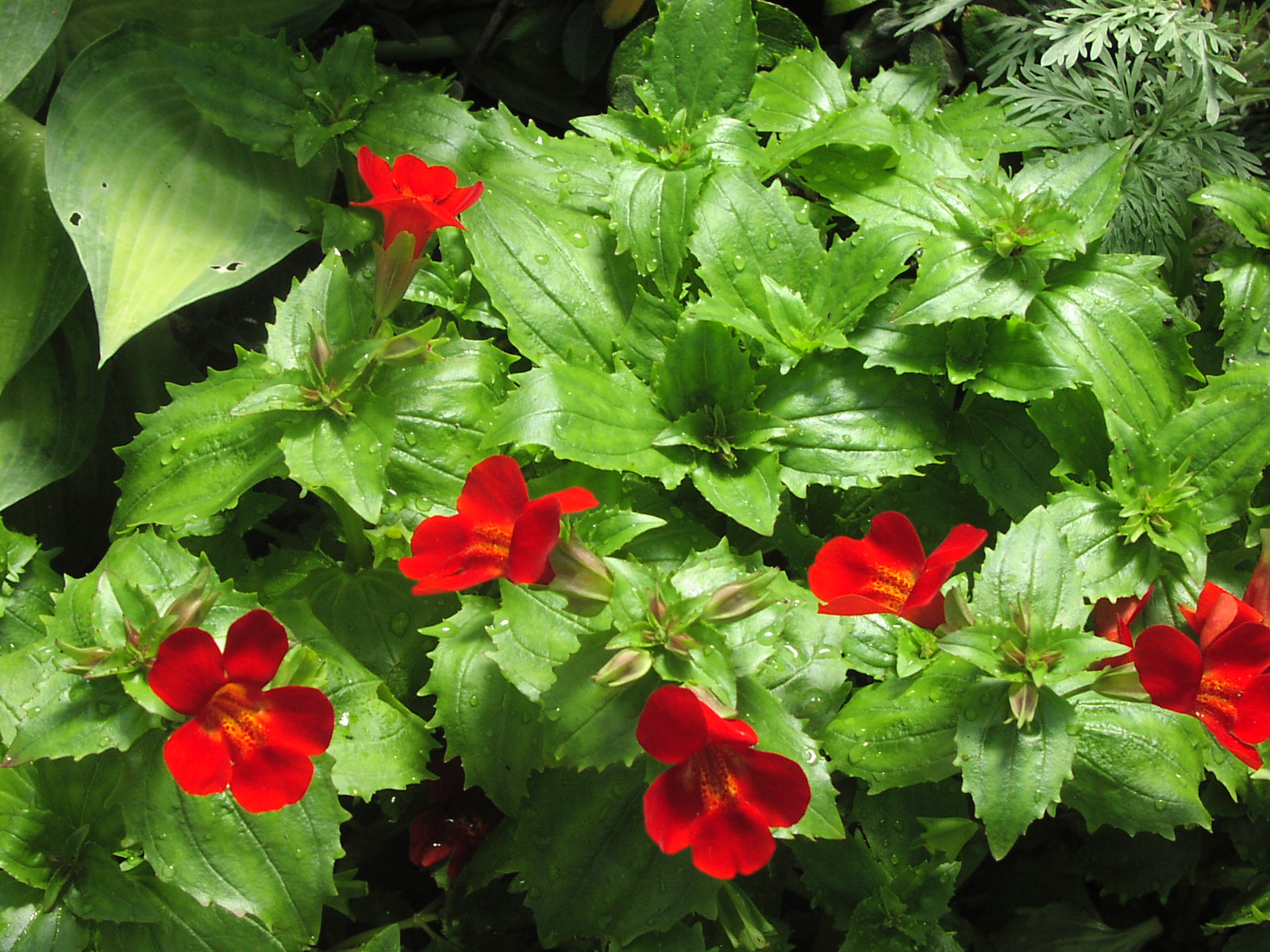 Flowers_at_GPC