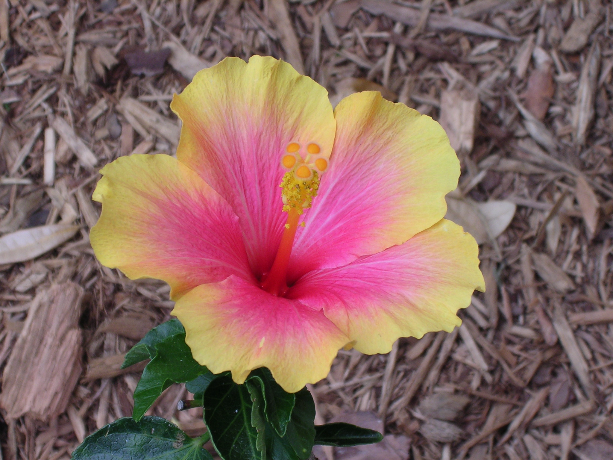 hibiscusbloom