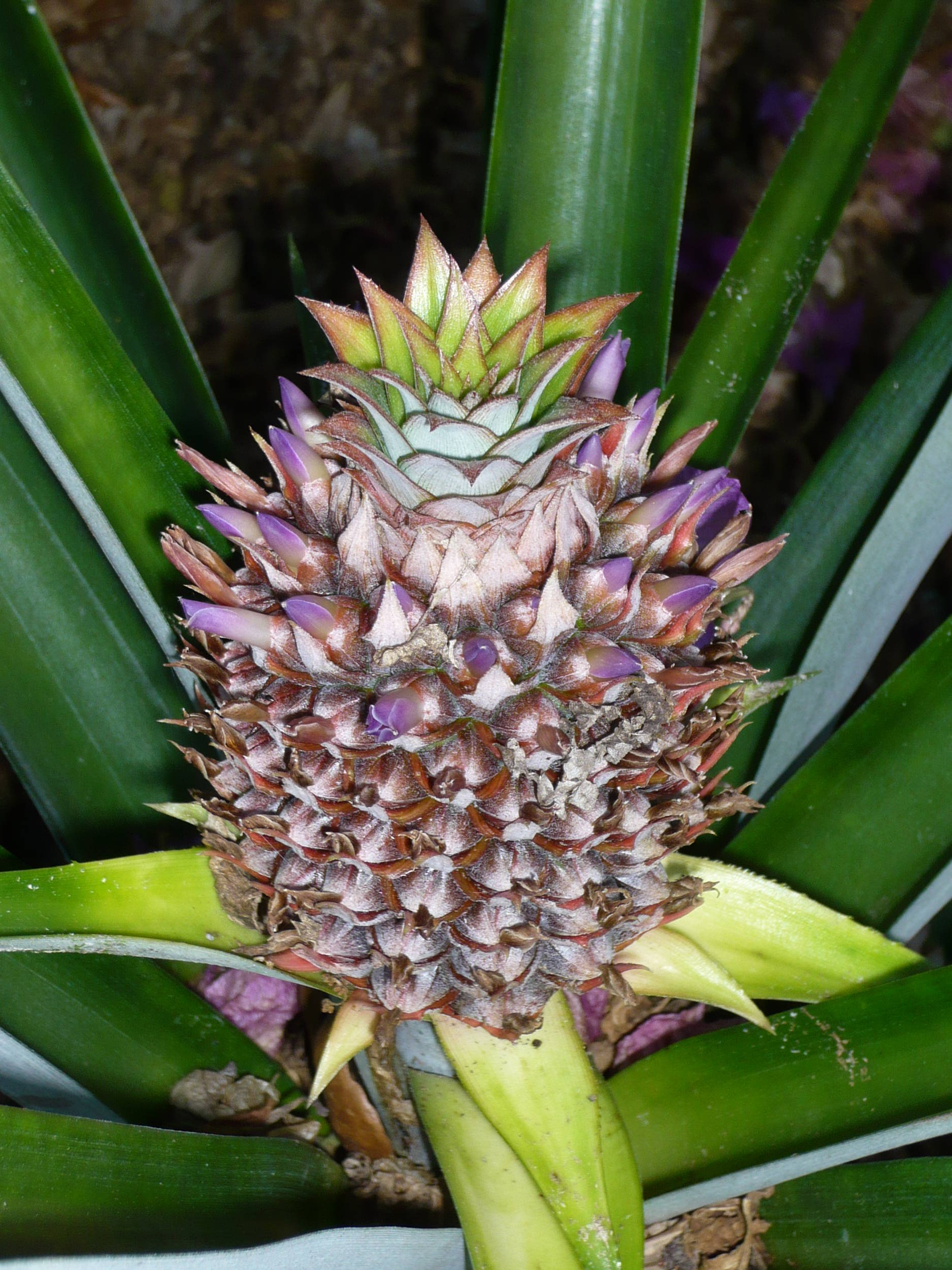 backyardpineapple
