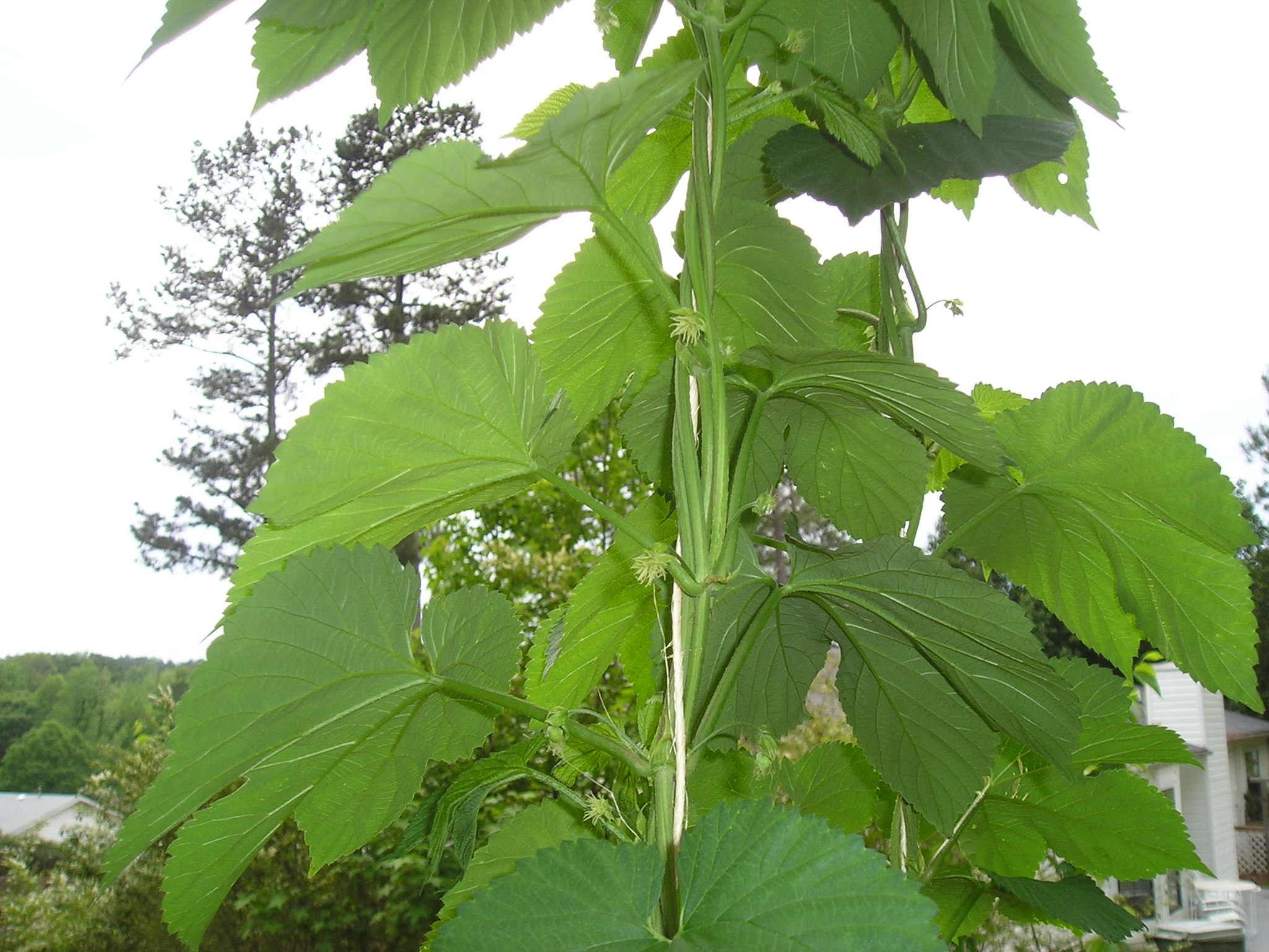 P1010171