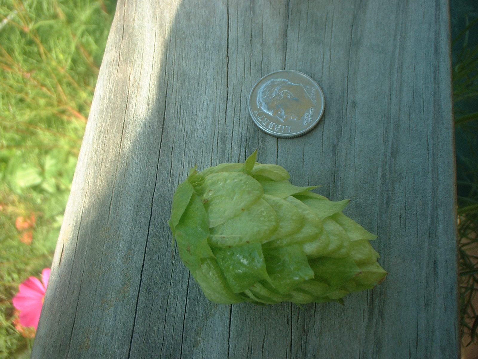 NBrewer