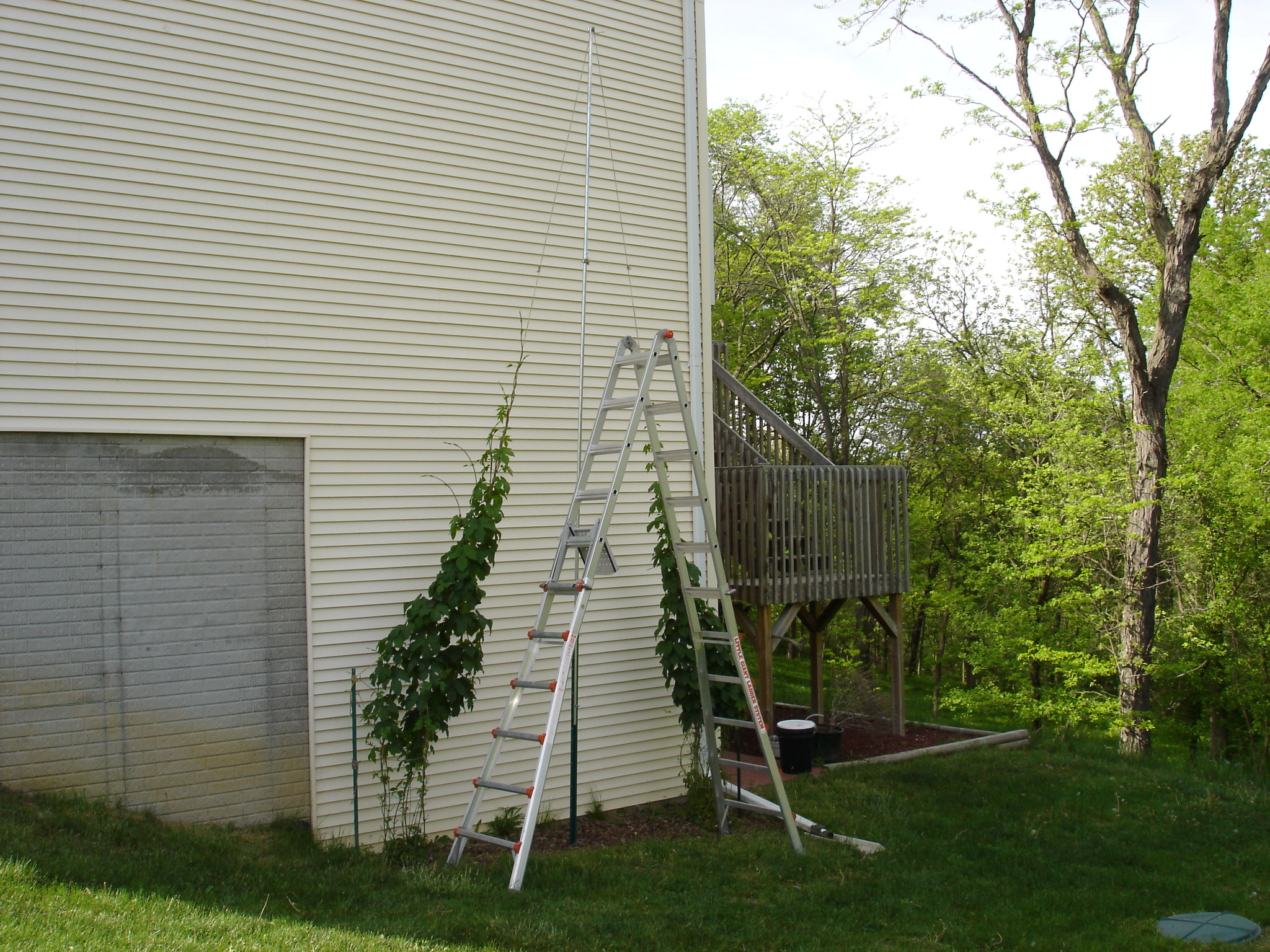2008_hops_III_001