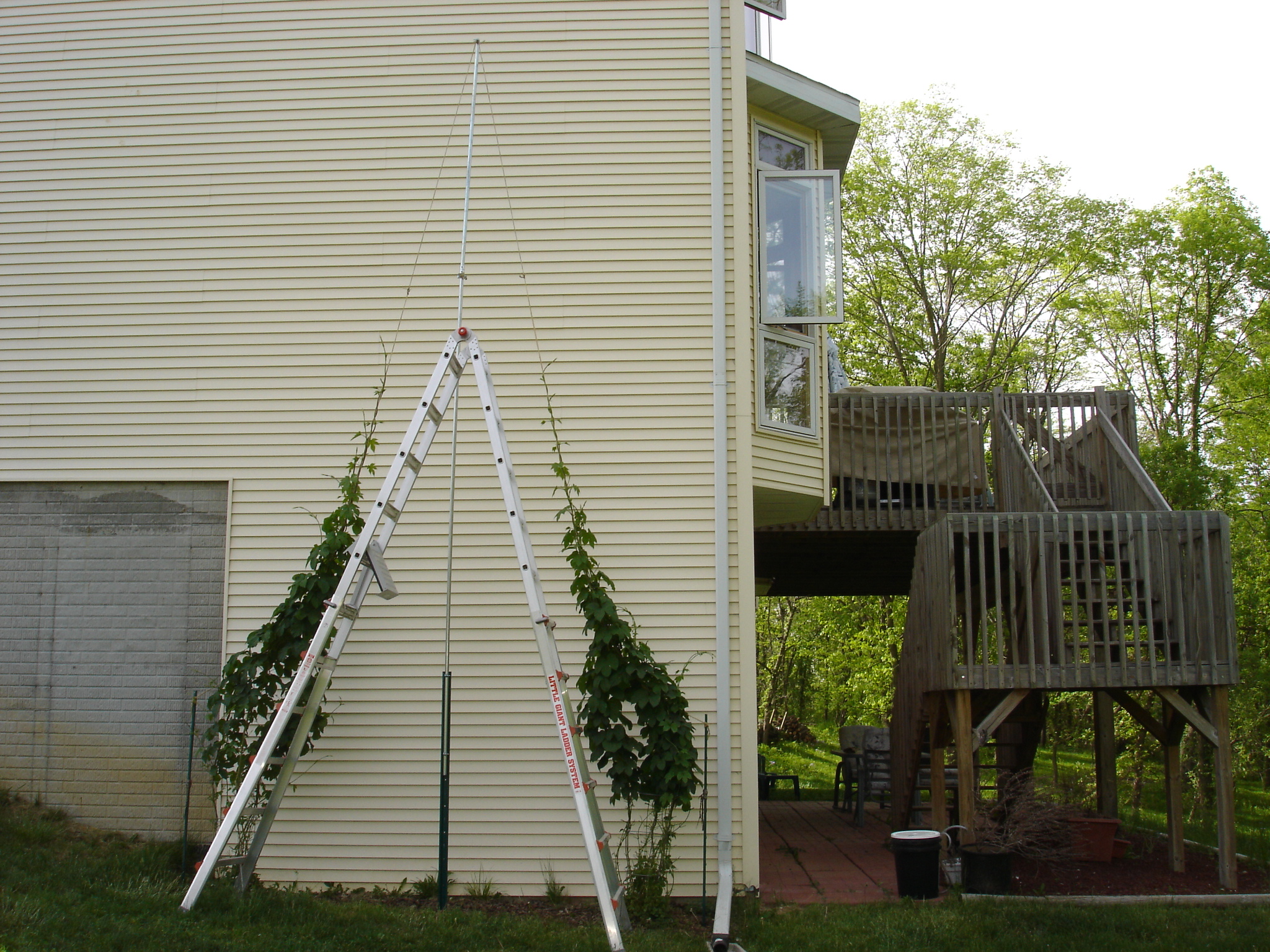 2008_hops_III_002