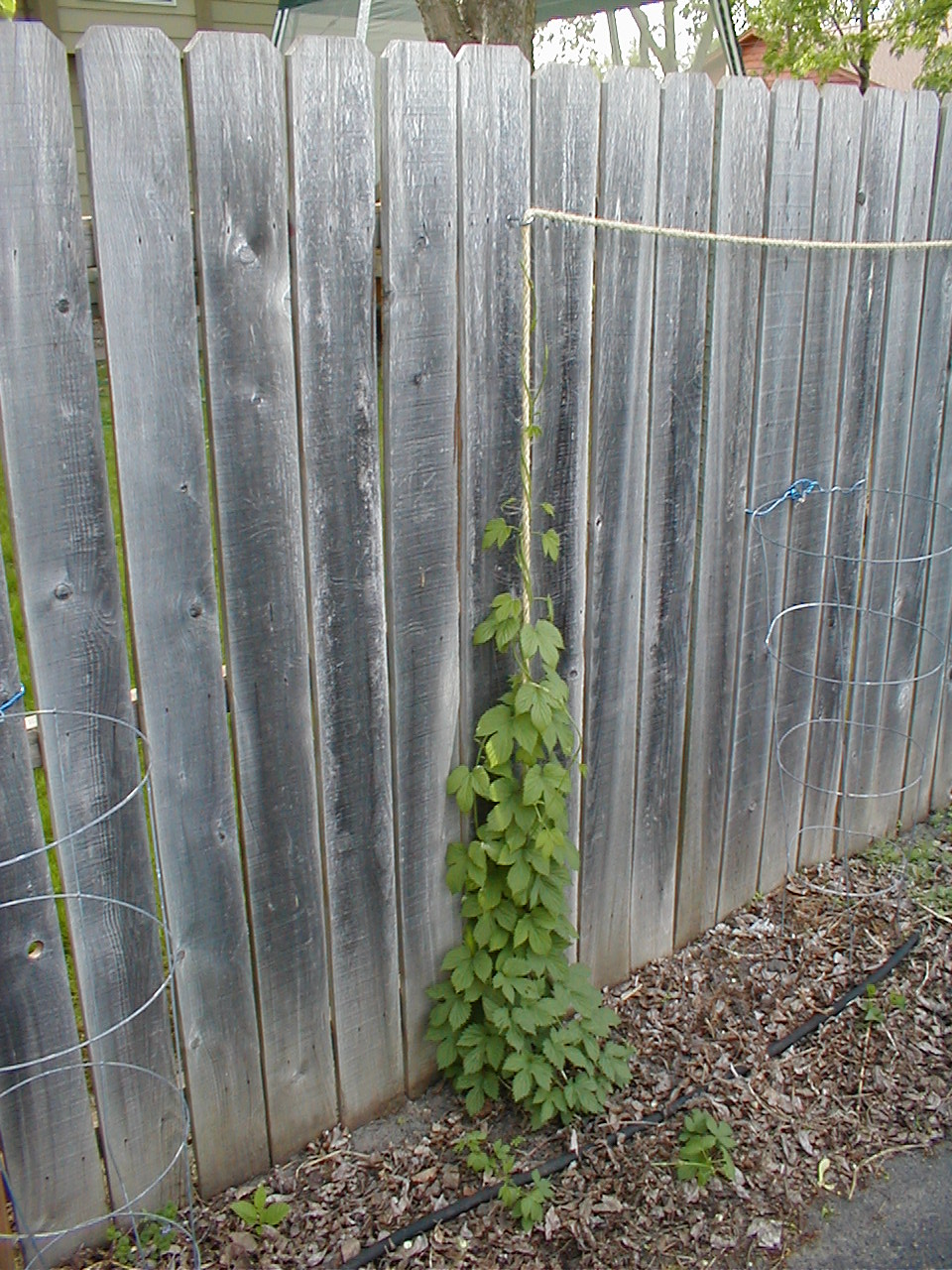 2nd_year_Perle