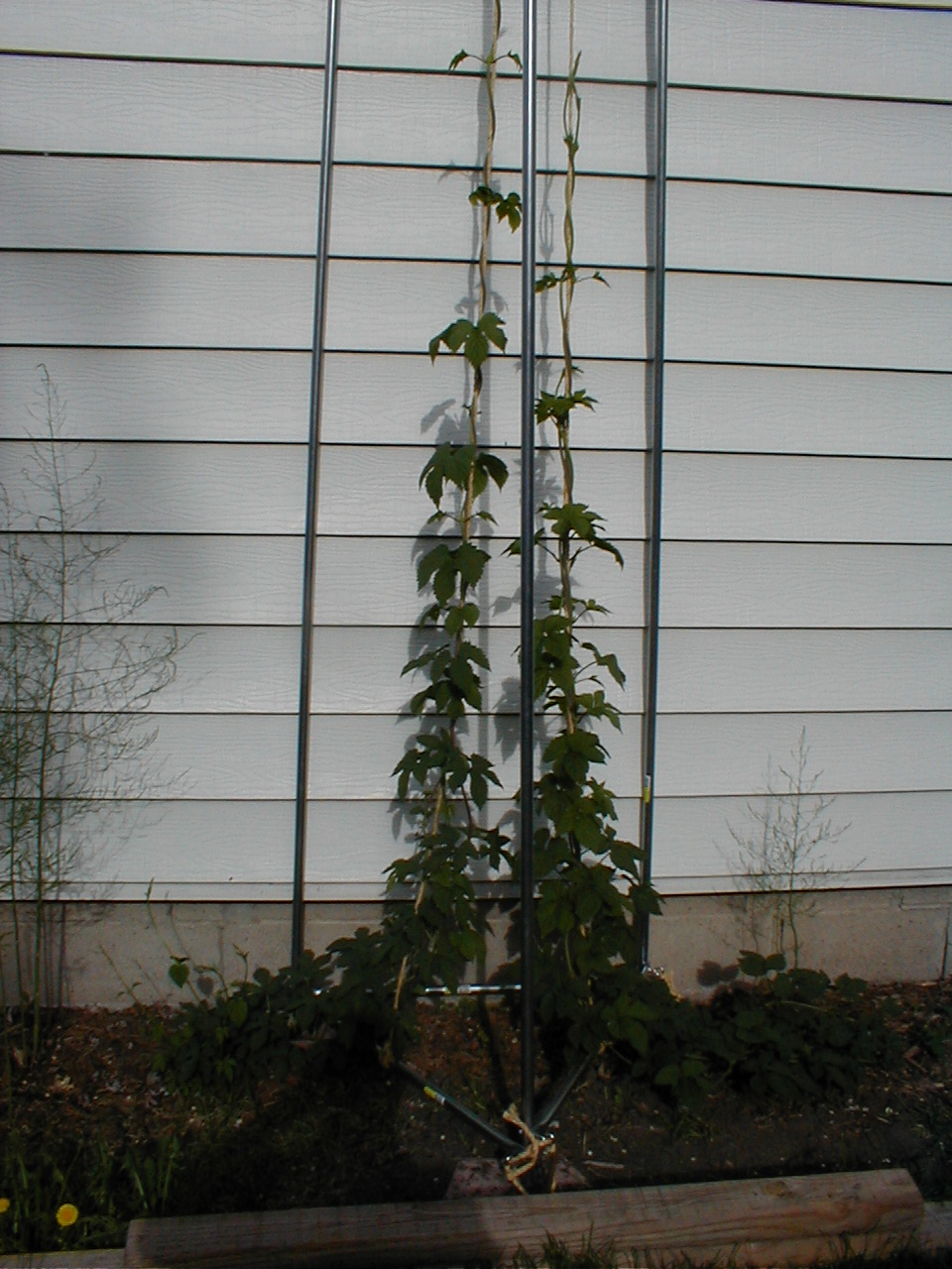 Hop_trellis1