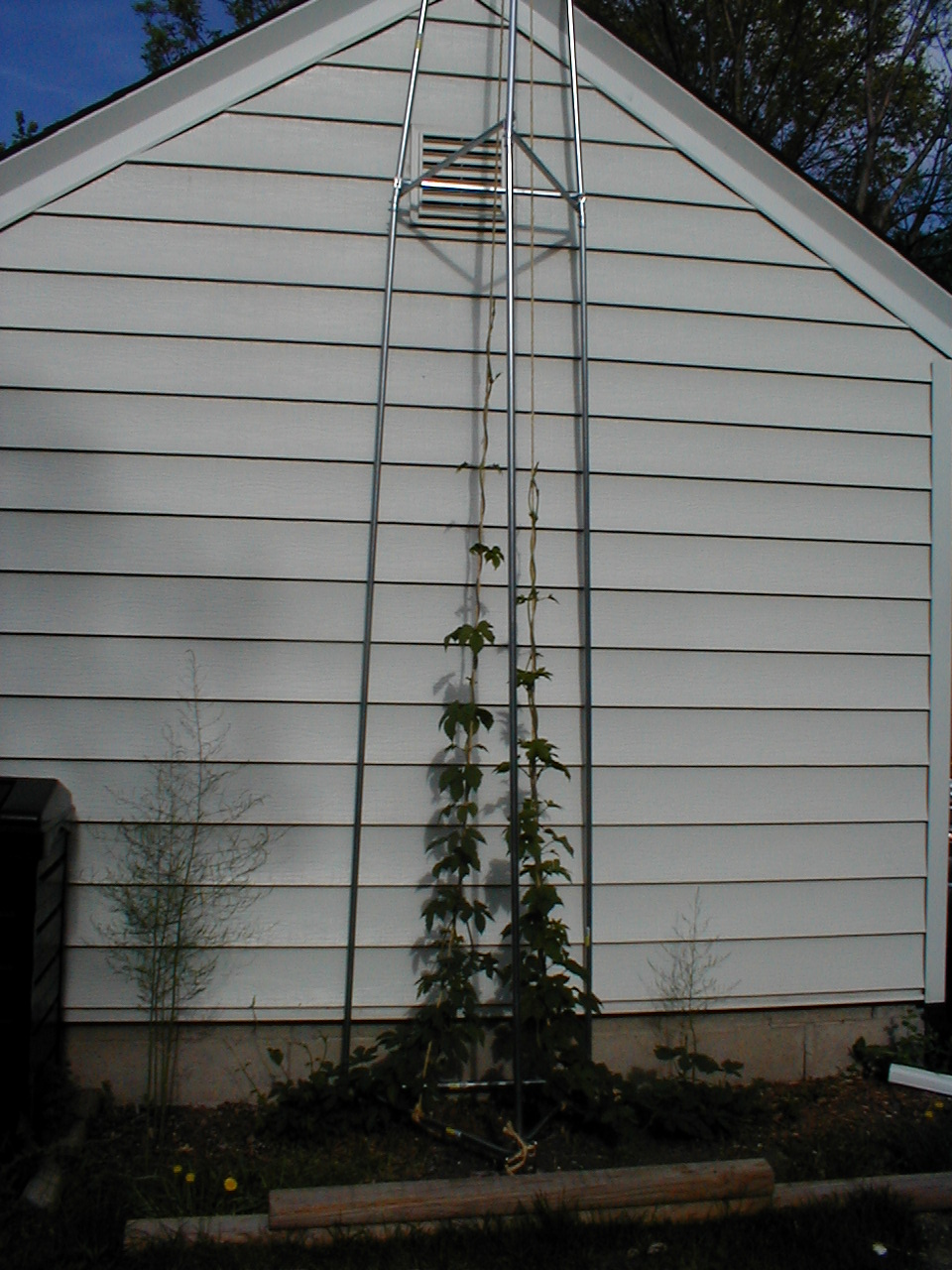 Hop_trellis2