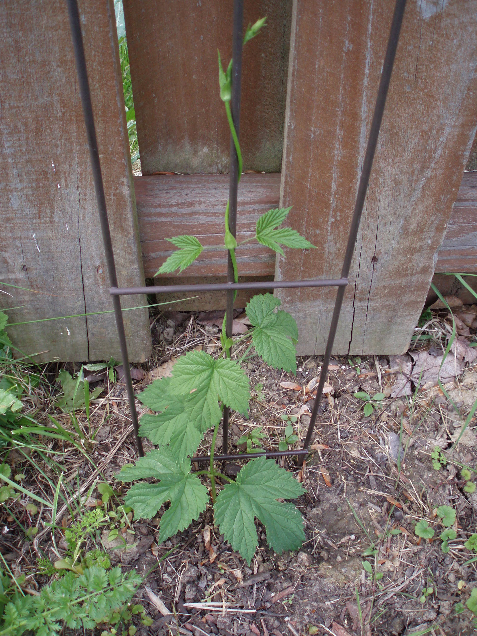 NuggetFirstGrowth