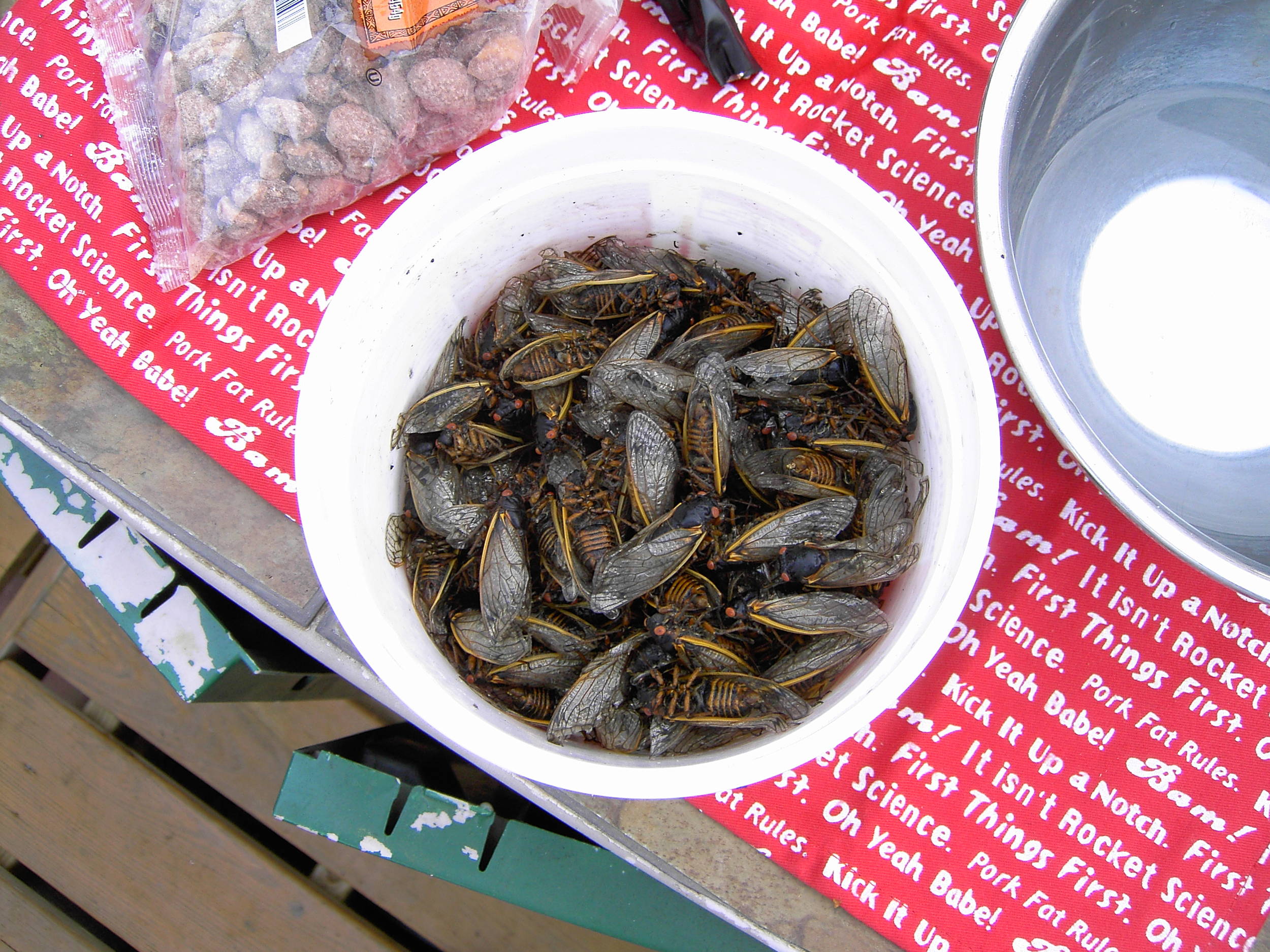 cicadasabouttobegrilled
