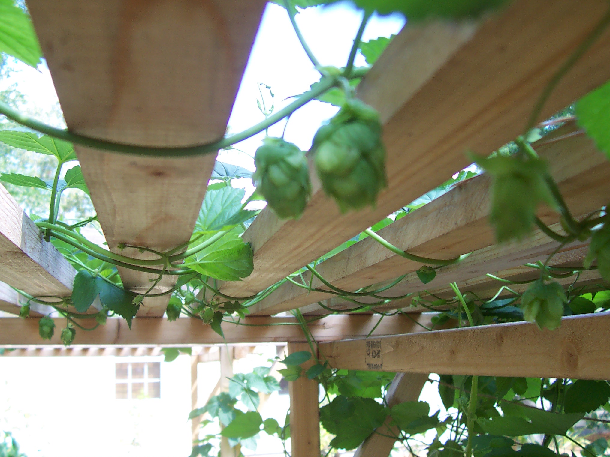 Cascadehops