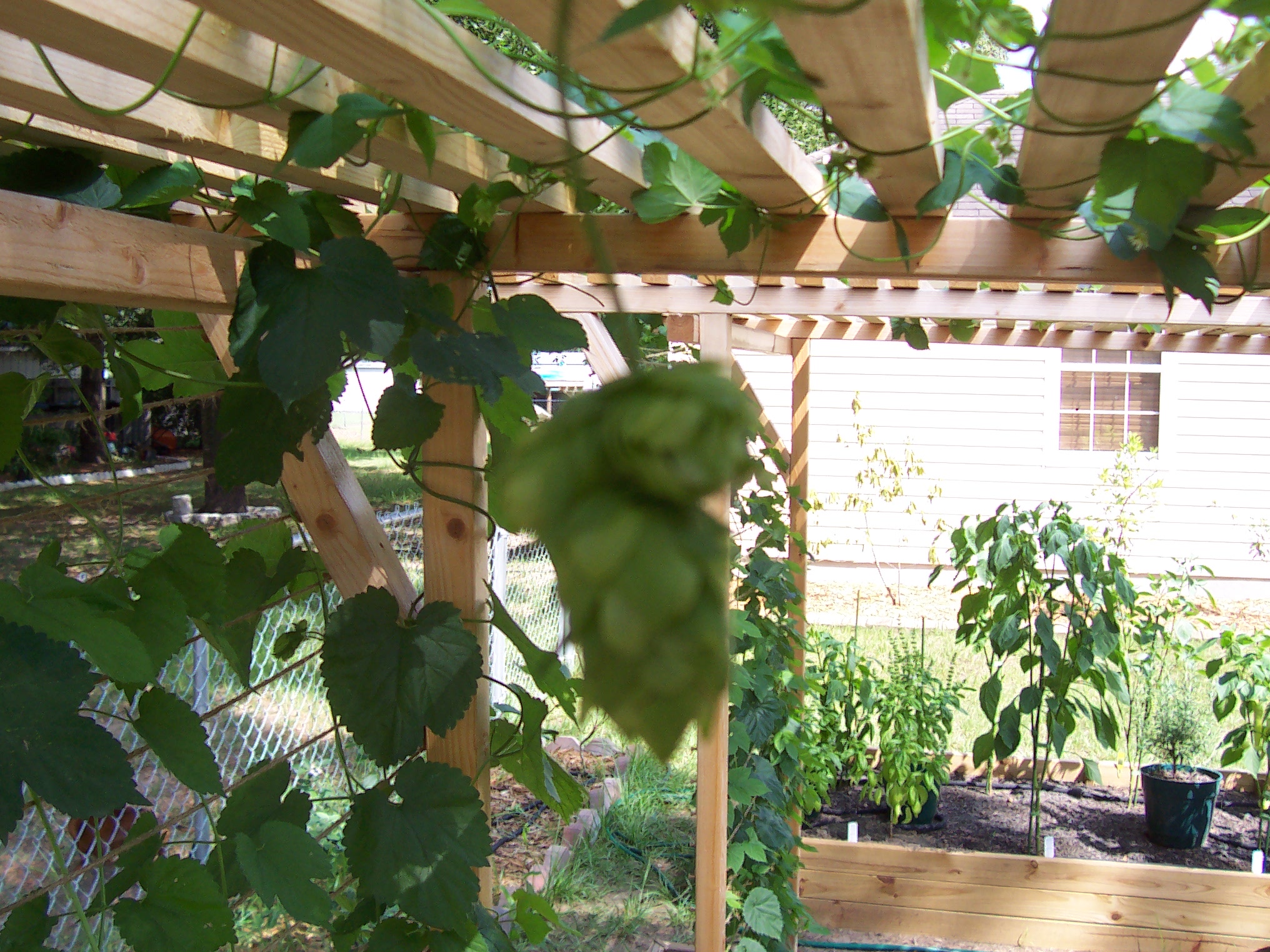 Cascadehops