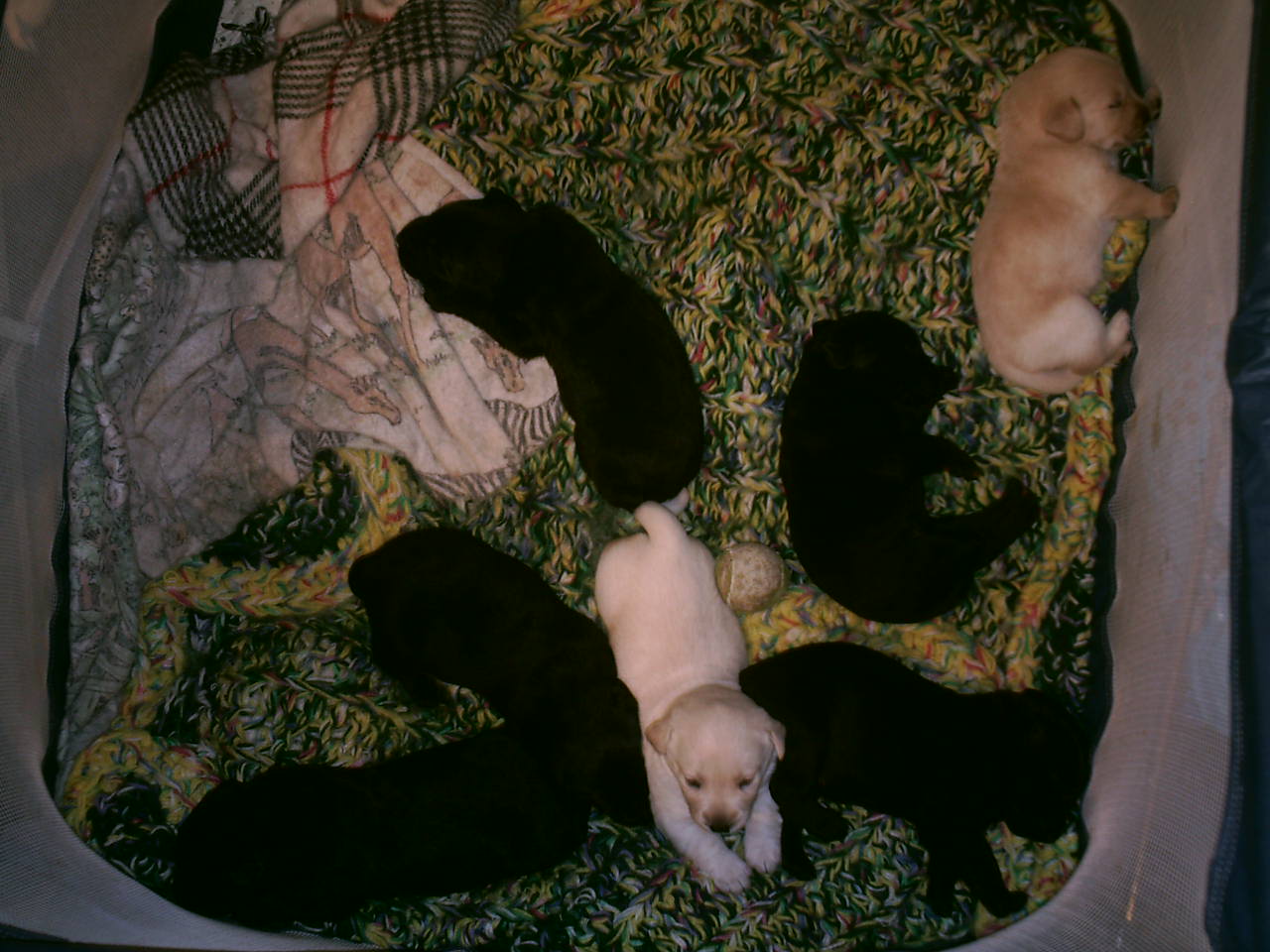 pup2wks