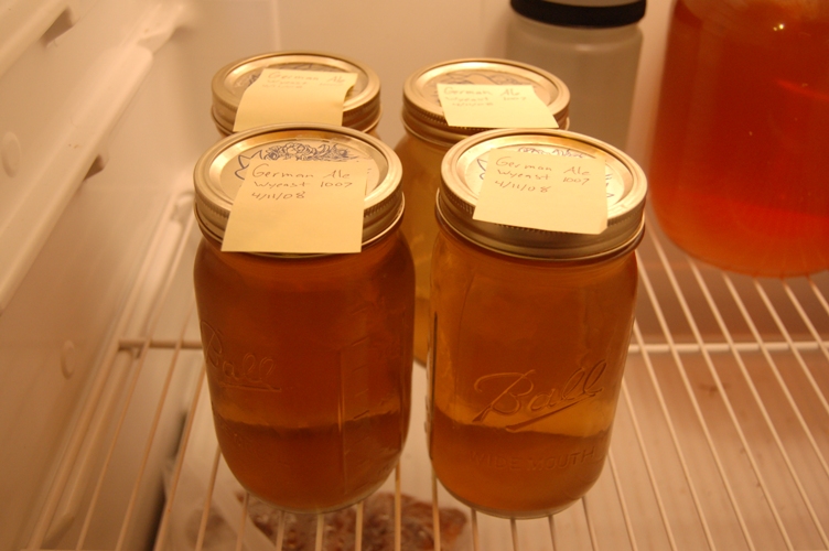 WashedGermanAleyeast